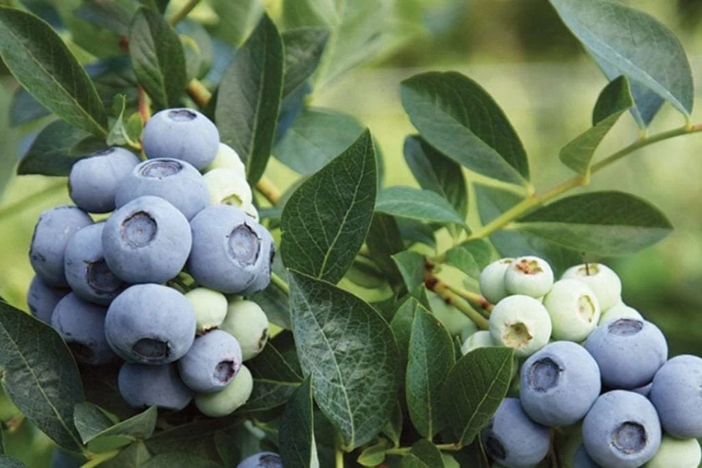 Blue Ribbon Blueberry Plants